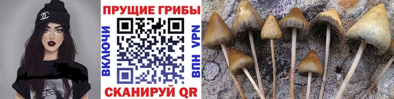 Галлюциногенные грибы Cubensis  как найти   ОМГ ОМГ ссылка  Кировград 